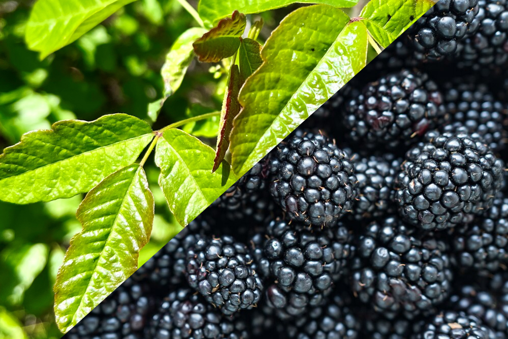 Poison Oak & Blackberries<br />
